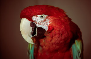 Red and green macaw HD wallpaper