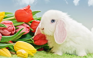 white rabbit, tulips, flowers, rabbits, animals