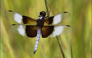 closeup photo of a brown and white dragonfly