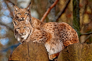 two Lynx sitting on top of wood