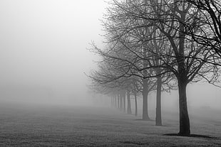 line of trees covered with fog at daytime