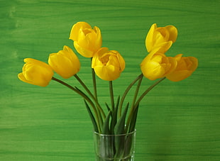 six yellow Tulip flowers
