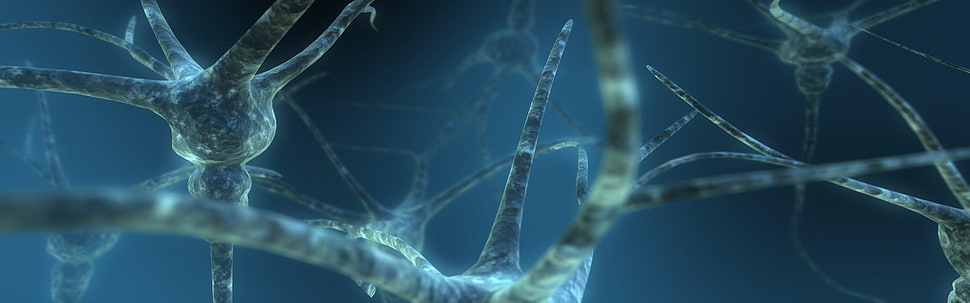 gray neutron nerve, cells, brain, climbing, macro HD wallpaper