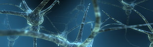 gray neutron nerve, cells, brain, climbing, macro