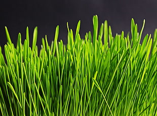 green leaf plant photography