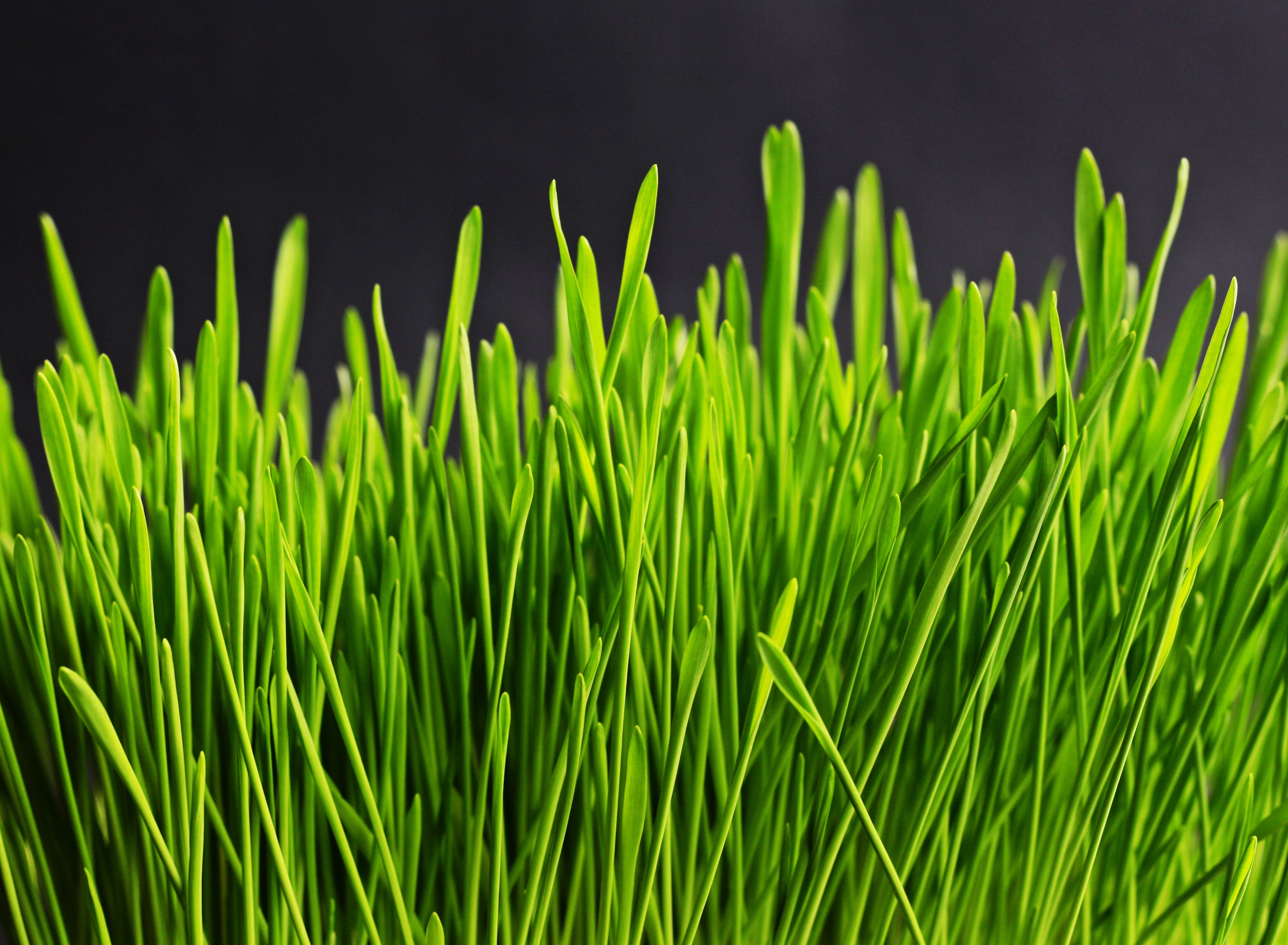 Картинка травы. Трава. Зеленая трава. Зеленый газон. Трава фон.
