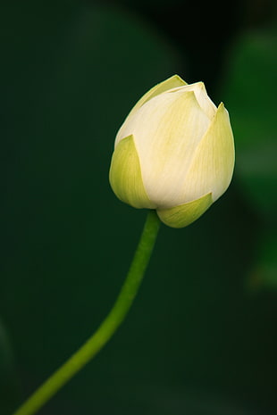 selective focus photo of white Lotus flower