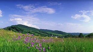 purple petaled flower and green grass field, nature, landscape