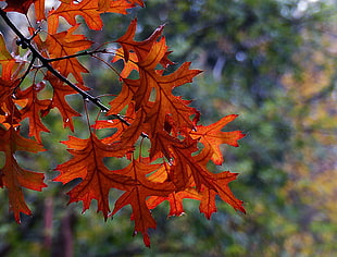 red maple leaf photo, oaks