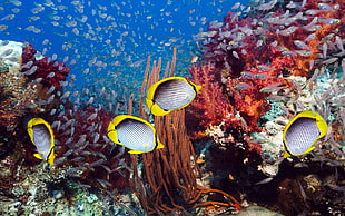 four white-and-yellow fishes