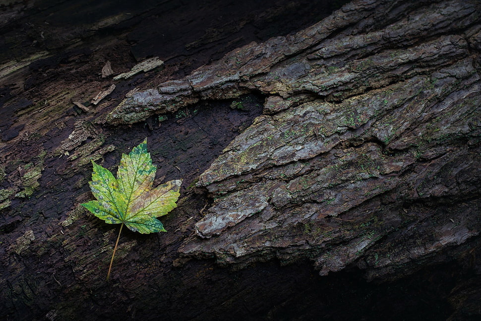 green and white leaf plant, nature, leaves, maple leaves, closeup HD wallpaper
