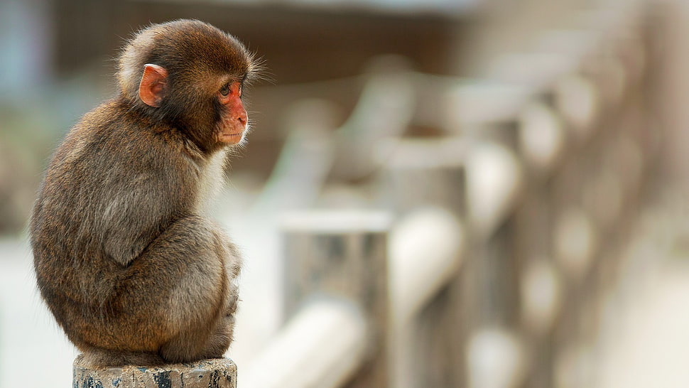 brown monkey, monkey, blurred, cold, animals HD wallpaper