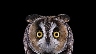 brown owl face, photography, animals, birds, owl