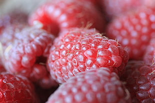 macro photography of red raspberries