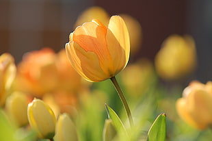 selective focus of yellow tulips