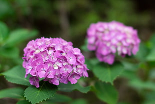 close-up photography of purple petaled flowers, hydrangea, matsudo, chiba, japan