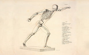 human skeleton sketch, science, bones, skeleton HD wallpaper