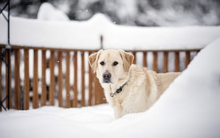adult yellow Labrador retriever on the snowfield during daytime