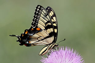 Zebra Swallowtail Butterfly perching on purple cluster flower, eastern tiger swallowtail