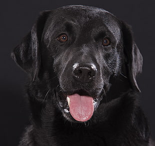 black Labrador Retriever closeup photograpy