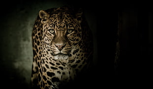 adult leopard, Leopard, HD, 4K HD wallpaper