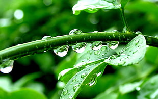 water drop on green leaves and stem