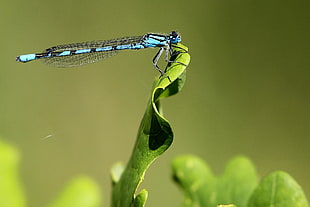 selective focus photo of flying insect, common blue damselfly