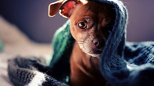 brown puppy under blue textile, animals, dog, blankets