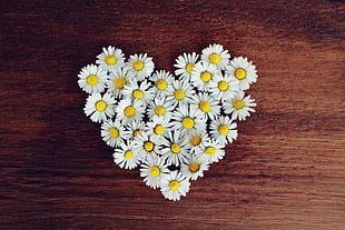 white Daisy flowers in heart shaped HD wallpaper