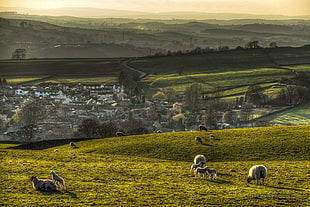 sheep on green grass field near village at daytime HD wallpaper