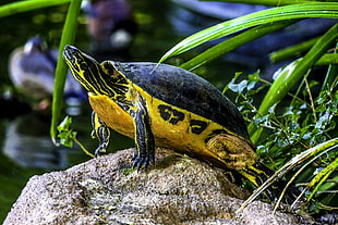 yellow and black turtle