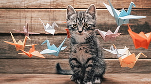 gray tabby kitten, nature, animals, cat, kittens HD wallpaper