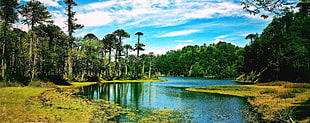 river in forest, lake, Chile, forest, clouds
