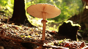 brown mushroom, nature, mushroom HD wallpaper