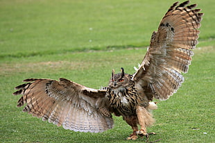 closeup photo of flying owl