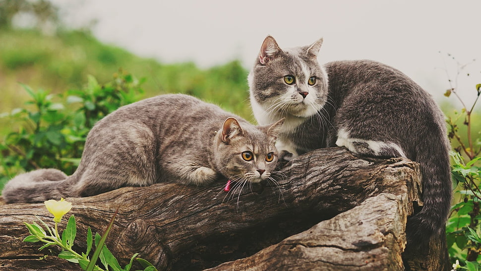 two gray and white tabby kittens, animals, cat, depth of field, pet HD wallpaper