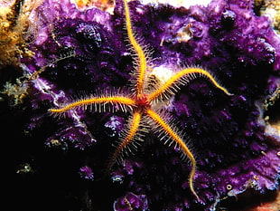 yellow sea creature, sea, underwater, starfish