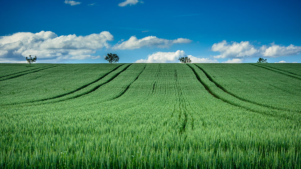 green grass field under cloudy blue sky HD wallpaper