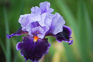 close-up photography of purple orchid flower