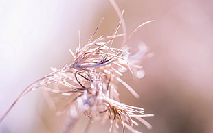 Grass,  Background,  Close-up,  Bright HD wallpaper
