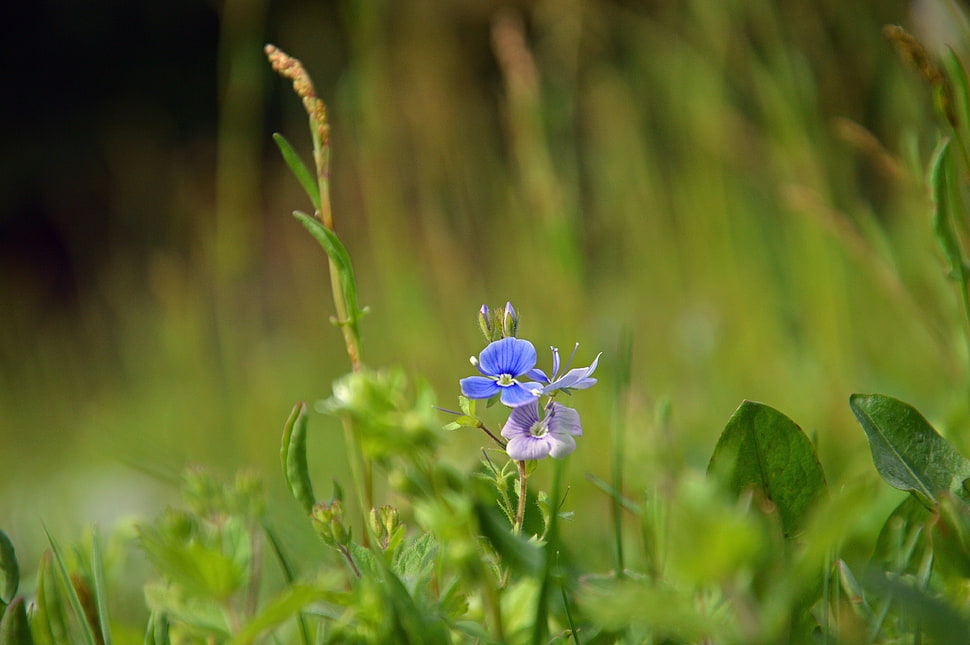 selective focus of blue Phlox flower HD wallpaper