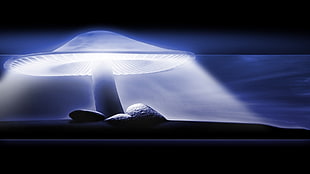 lighted mushroom digital wallpaper, mushroom HD wallpaper