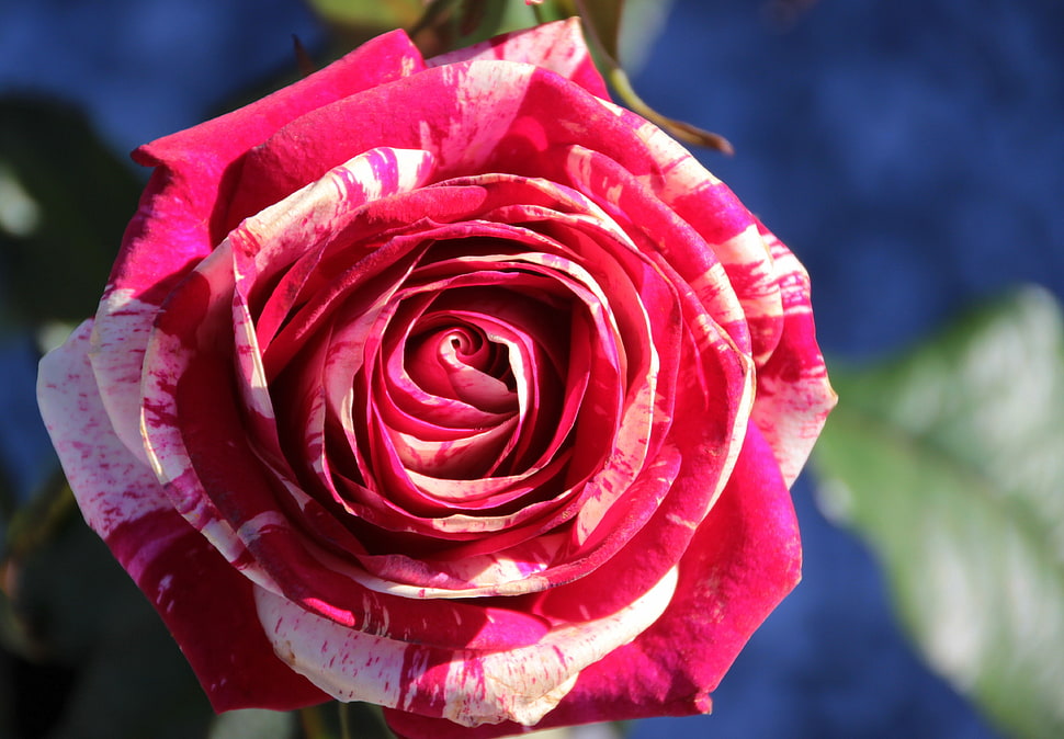 pink and white Rose selective focus photography HD wallpaper