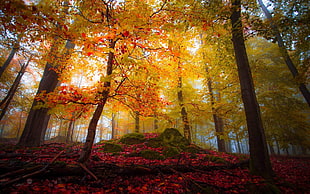 silhouette photo of trees during daytime