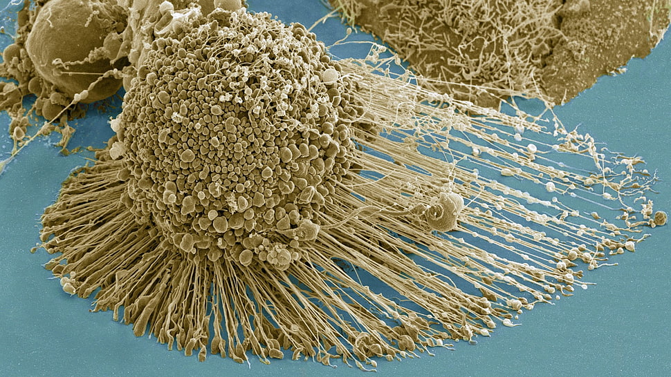 microscopic, science, macro HD wallpaper