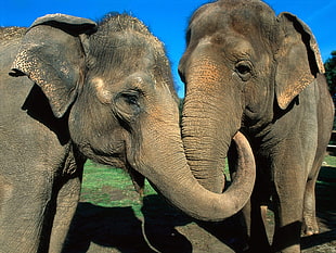 photo of two Elephant