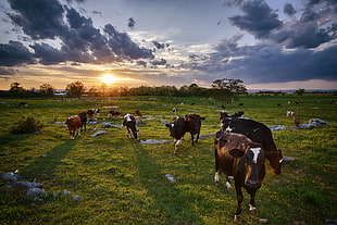 herd of black-and-white Cattle on open grass field