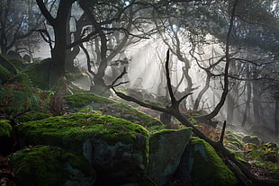 green leafed tree, photography, forest, dark, mist