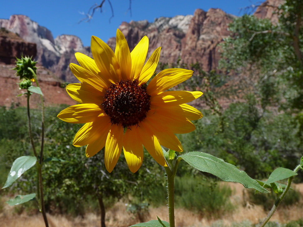 close up photography of Sunflower HD wallpaper