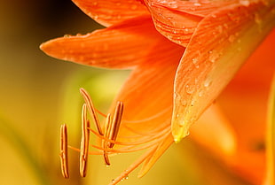 orange lily, macro, plants, flowers